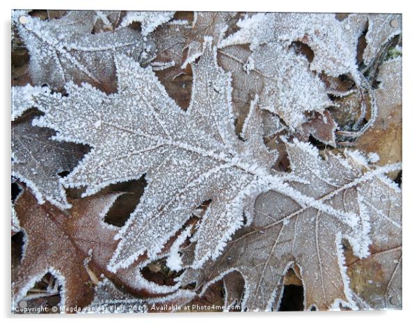 Frozen oak tree leaf Acrylic by Magda van der Kleij