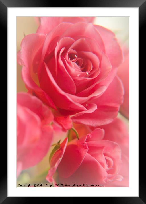 Valentine Roses Framed Mounted Print by Colin Chipp