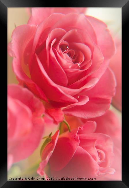 Valentine Roses Framed Print by Colin Chipp