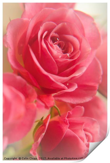 Valentine Roses Print by Colin Chipp