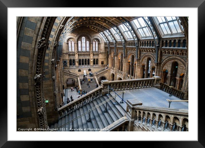 Natural History Museum, London Framed Mounted Print by Milton Cogheil