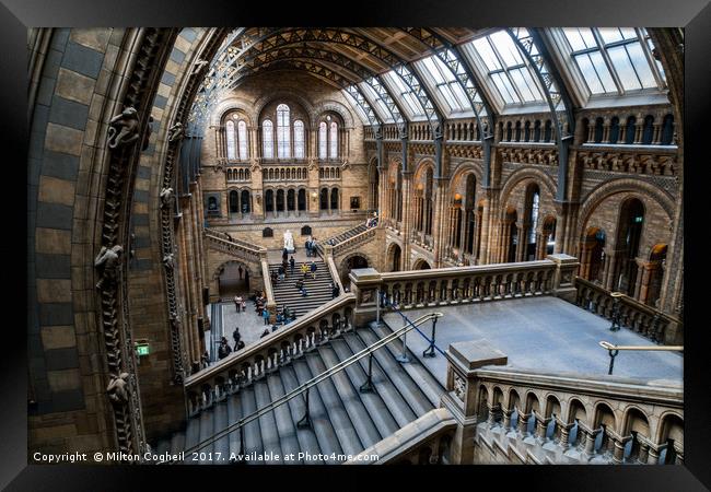Natural History Museum, London Framed Print by Milton Cogheil