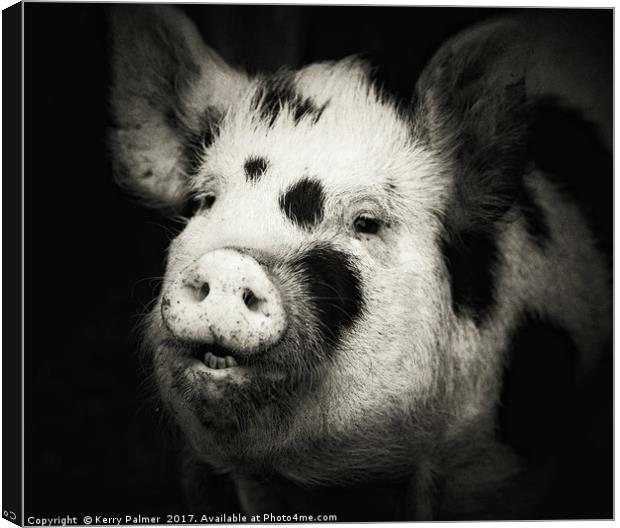 Happy Hog!  Canvas Print by Kerry Palmer