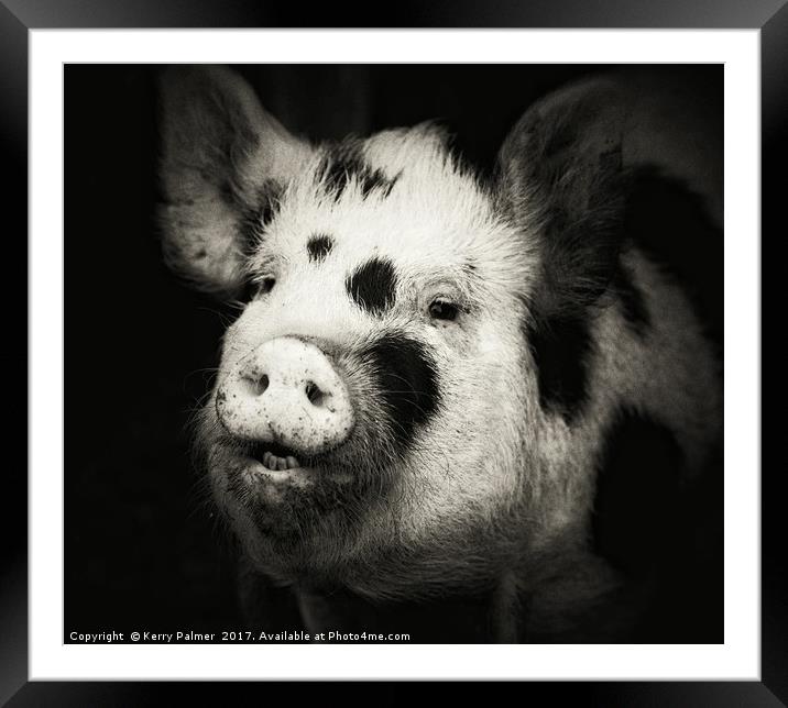 Happy Hog!  Framed Mounted Print by Kerry Palmer