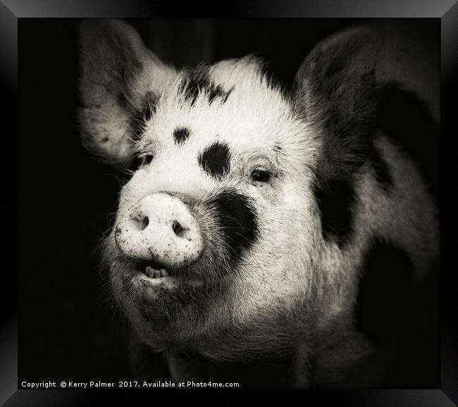 Happy Hog!  Framed Print by Kerry Palmer