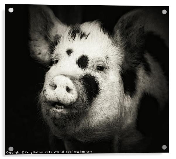 Happy Hog!  Acrylic by Kerry Palmer