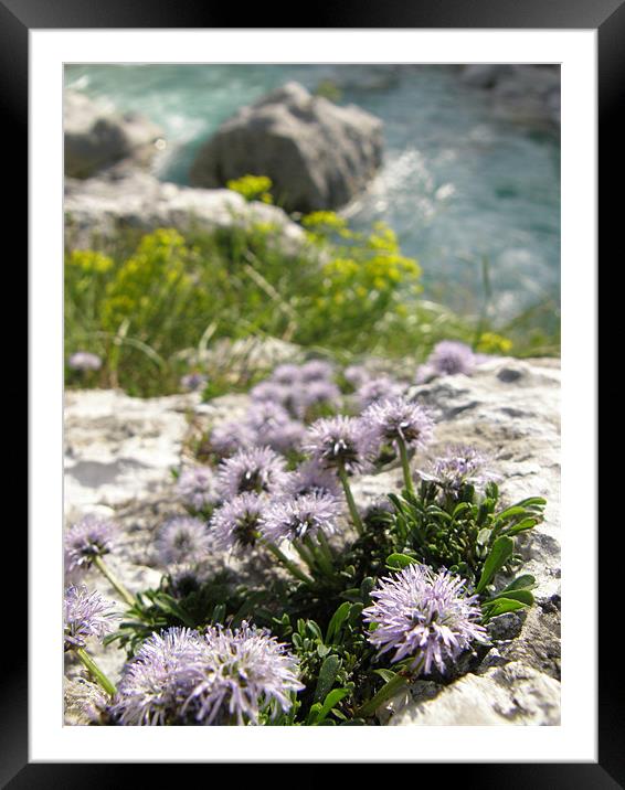 Riverbank flowers Framed Mounted Print by Marja Ozwell