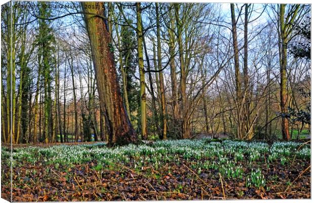 Snowdrop Woodlands Canvas Print by Diana Mower