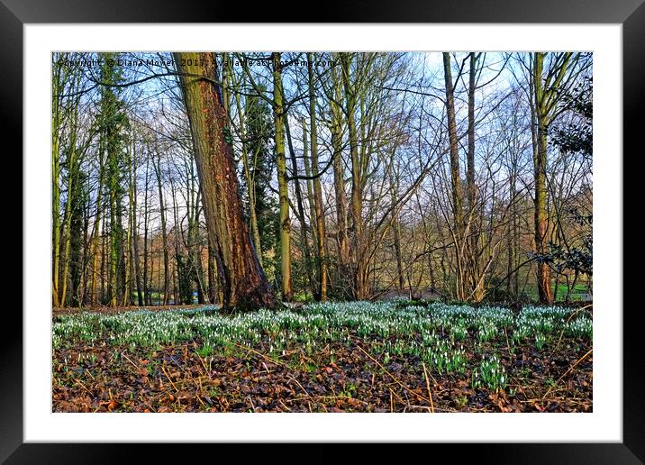 Snowdrop Woodlands Framed Mounted Print by Diana Mower
