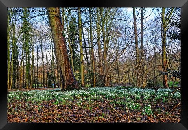 Snowdrop Woodlands Framed Print by Diana Mower