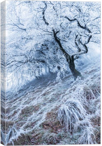 Winter Hoar frost  Canvas Print by John Finney