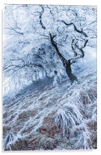 Winter Hoar frost  Acrylic by John Finney