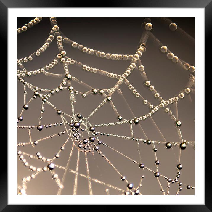 Spiders web Framed Mounted Print by John Finney