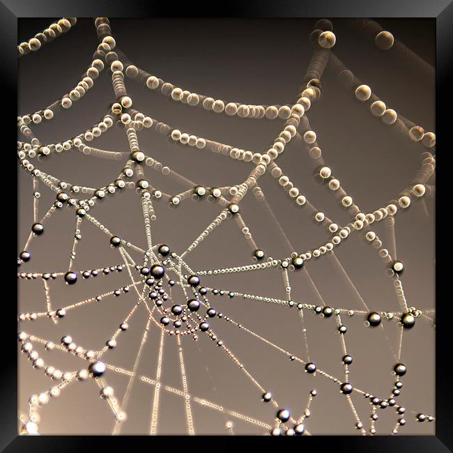 Spiders web Framed Print by John Finney