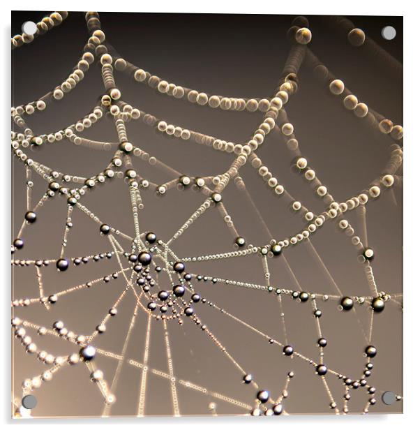 Spiders web Acrylic by John Finney