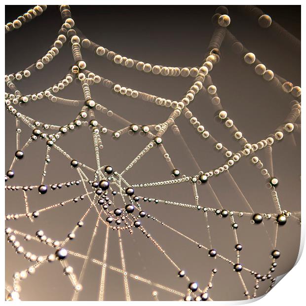 Spiders web Print by John Finney