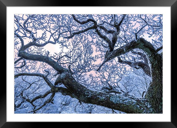 Hoar frost on Twisted branches Framed Mounted Print by John Finney