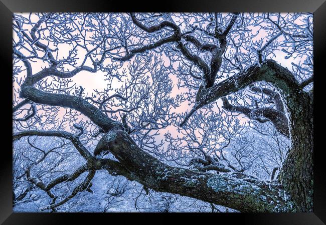 Hoar frost on Twisted branches Framed Print by John Finney
