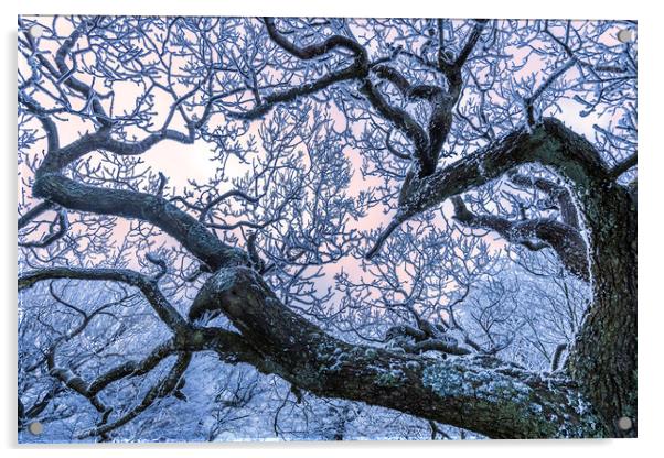Hoar frost on Twisted branches Acrylic by John Finney