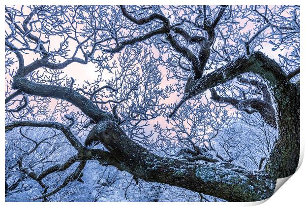 Hoar frost on Twisted branches Print by John Finney