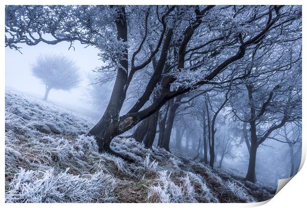 Hoar frost in the mist.  Print by John Finney