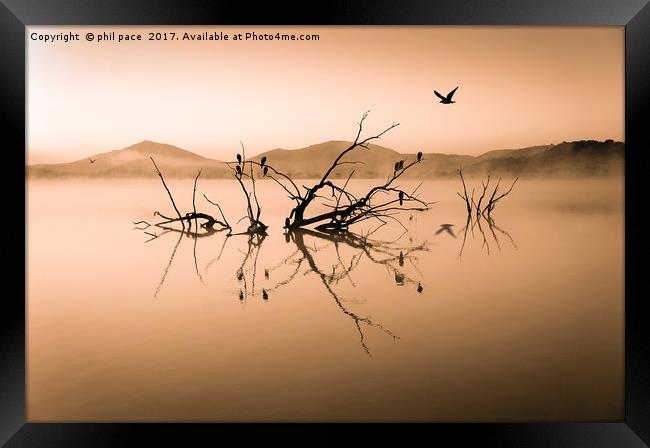 Drifting Framed Print by phil pace