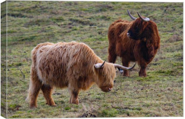 Highland Cow grazing Canvas Print by Oxon Images