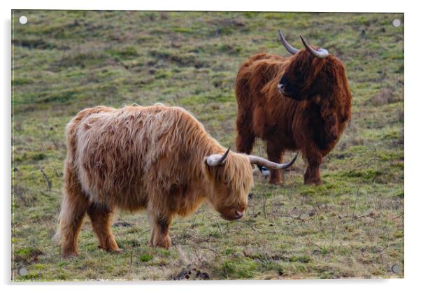 Highland Cow grazing Acrylic by Oxon Images