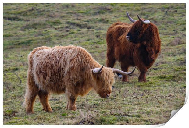 Highland Cow grazing Print by Oxon Images