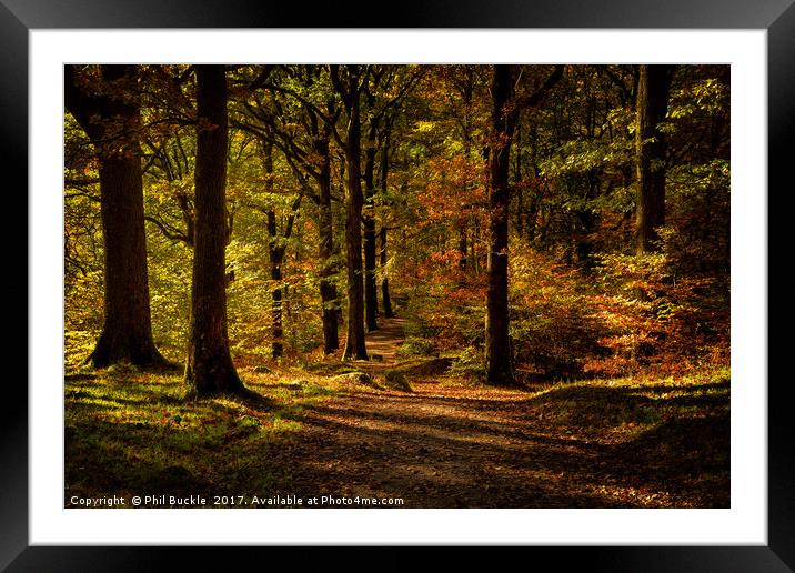 Grasmere Woods Autumn Light Framed Mounted Print by Phil Buckle