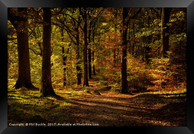 Grasmere Woods Autumn Light Framed Print by Phil Buckle