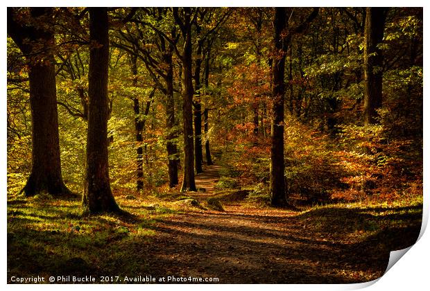 Grasmere Woods Autumn Light Print by Phil Buckle