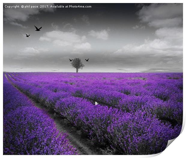 Lavender Fields Print by phil pace