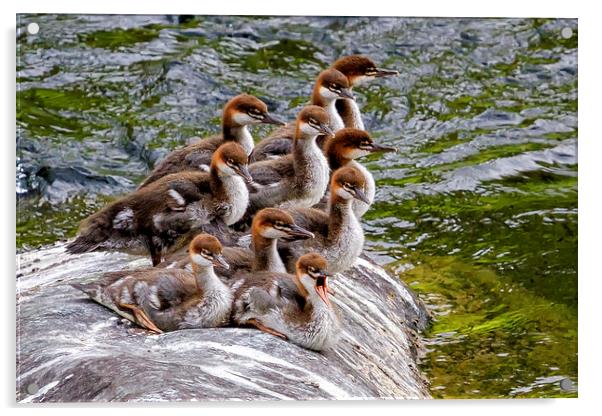 10 Little Mergansers on a Rock Acrylic by Belinda Greb
