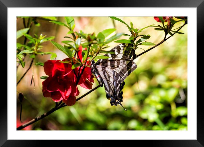 Butterfly on an Azalea Framed Mounted Print by Belinda Greb