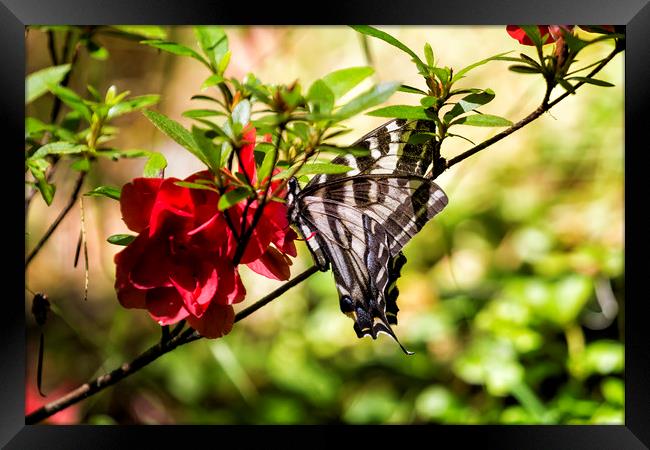 Butterfly on an Azalea Framed Print by Belinda Greb