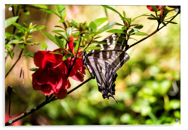Butterfly on an Azalea Acrylic by Belinda Greb
