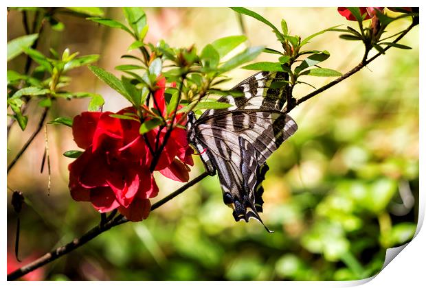 Butterfly on an Azalea Print by Belinda Greb