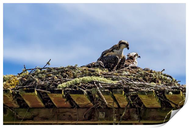 Osprey Parenting 101 Print by Belinda Greb