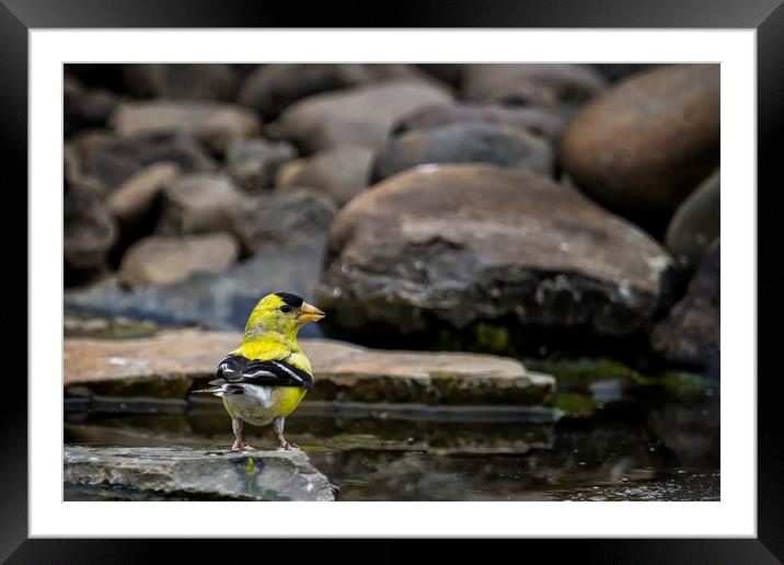 Male American Goldfinch Framed Mounted Print by Belinda Greb