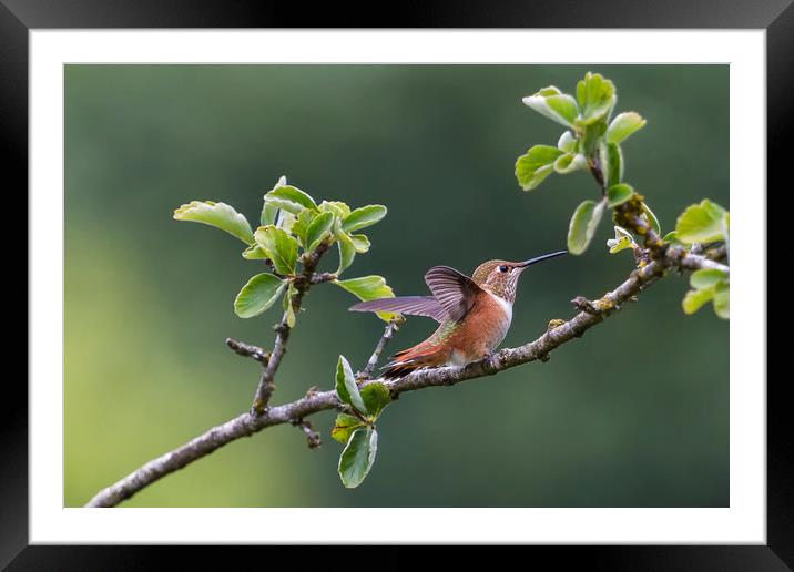 Rufous Hummingbird at Large, No. 1 Framed Mounted Print by Belinda Greb