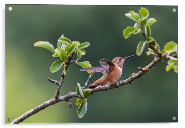 Rufous Hummingbird at Large, No. 1 Acrylic by Belinda Greb