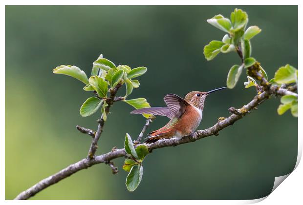 Rufous Hummingbird at Large, No. 1 Print by Belinda Greb