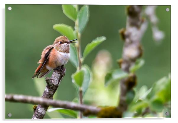 Rufous Hummingbird at Large, No. 3 Acrylic by Belinda Greb