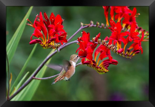 Rufous Hummingbird Feeding, No. 1 Framed Print by Belinda Greb