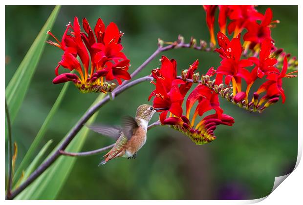 Rufous Hummingbird Feeding, No. 1 Print by Belinda Greb