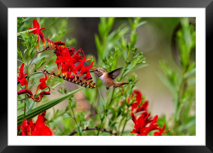 Rufous Hummingbird Feeding, No. 2 Framed Mounted Print by Belinda Greb