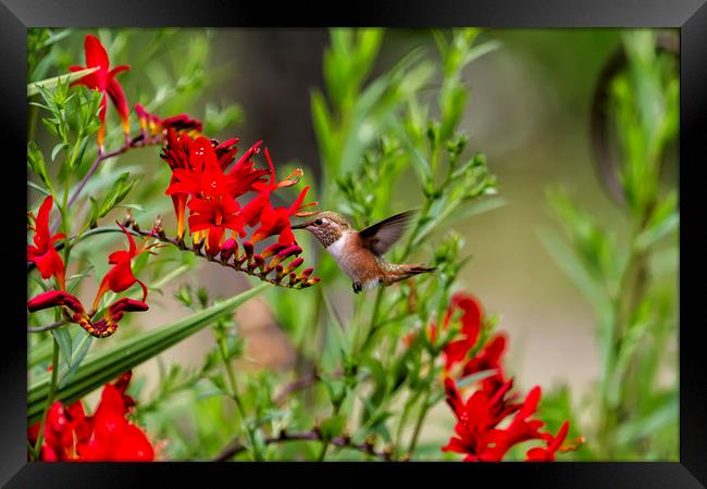 Rufous Hummingbird Feeding, No. 2 Framed Print by Belinda Greb