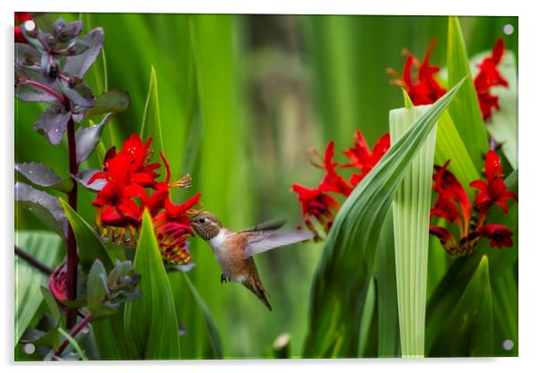 Rufous Hummingbird Feeding, No. 3 Acrylic by Belinda Greb