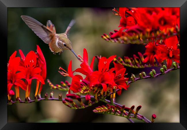 Rufous Hummingbird Feeding, No. 4 Framed Print by Belinda Greb